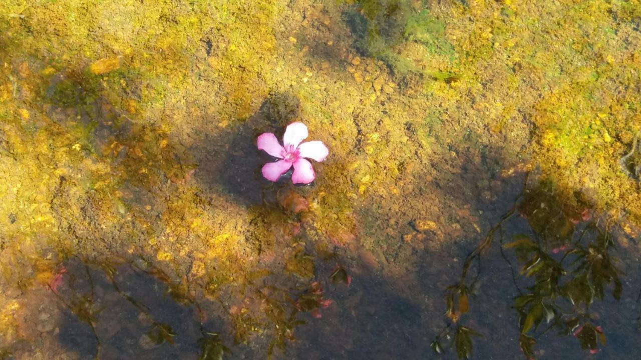 Вілла Agroturismo Flores Do Campo Vila Verde de Ficalho Екстер'єр фото