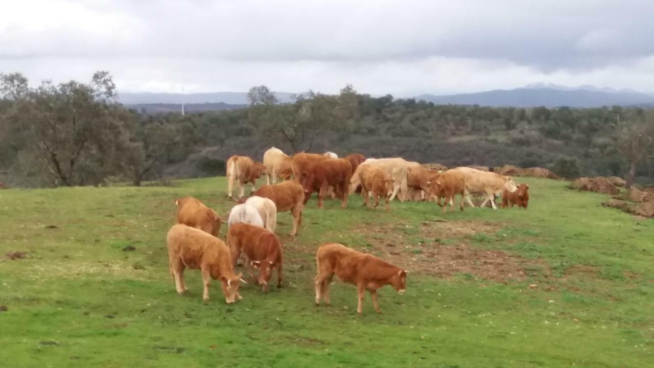 Вілла Agroturismo Flores Do Campo Vila Verde de Ficalho Екстер'єр фото